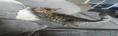 Kitten 5