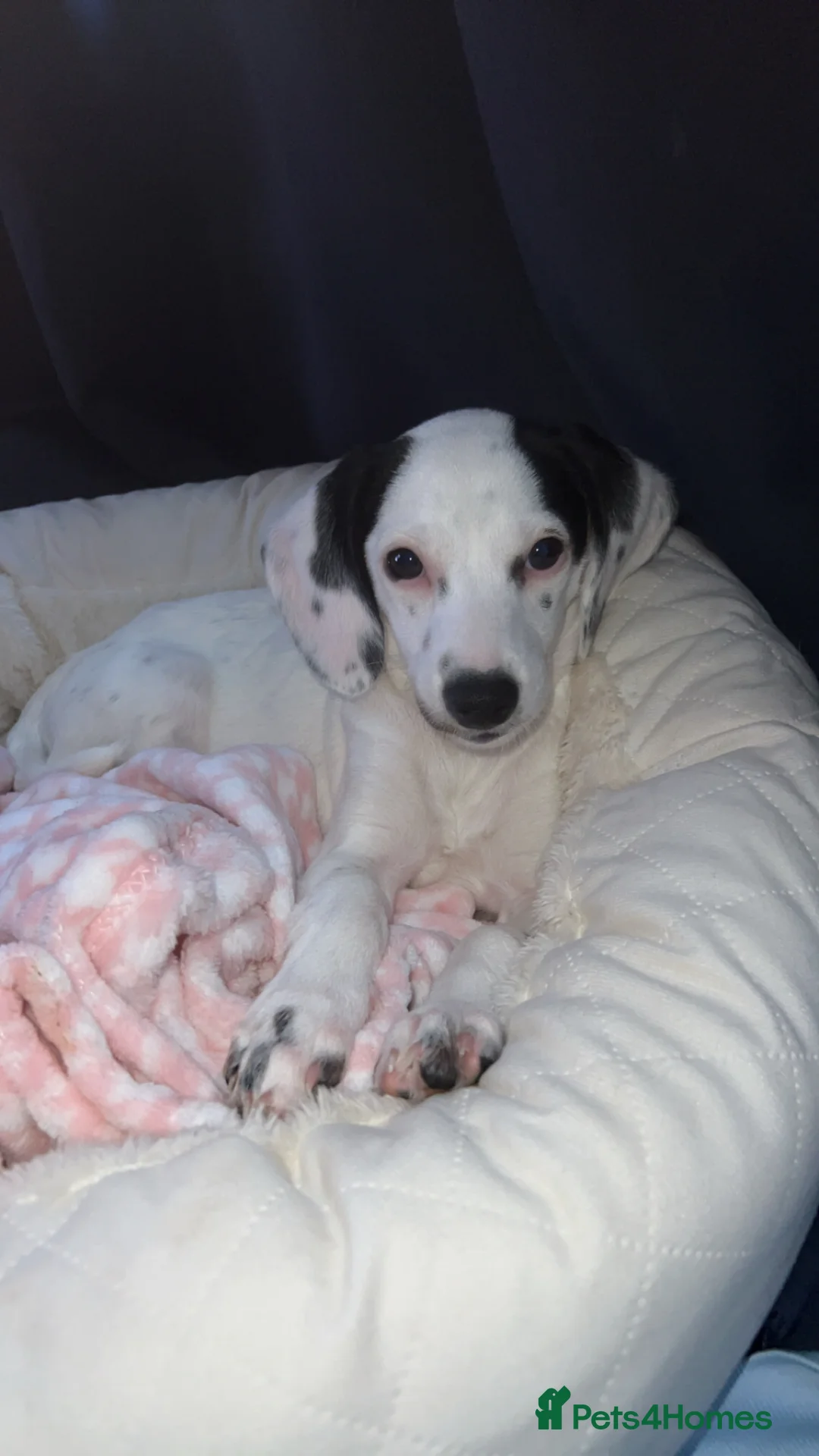 Mixed Breed dogs for sale: Cocker jackapoo in Darlington - Advert 6