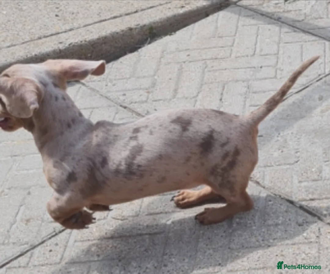 Miniature Dachshund dogs for stud: KC Dash PRA clear STUD DNA in pictures  in Ramsgate - Advert 27