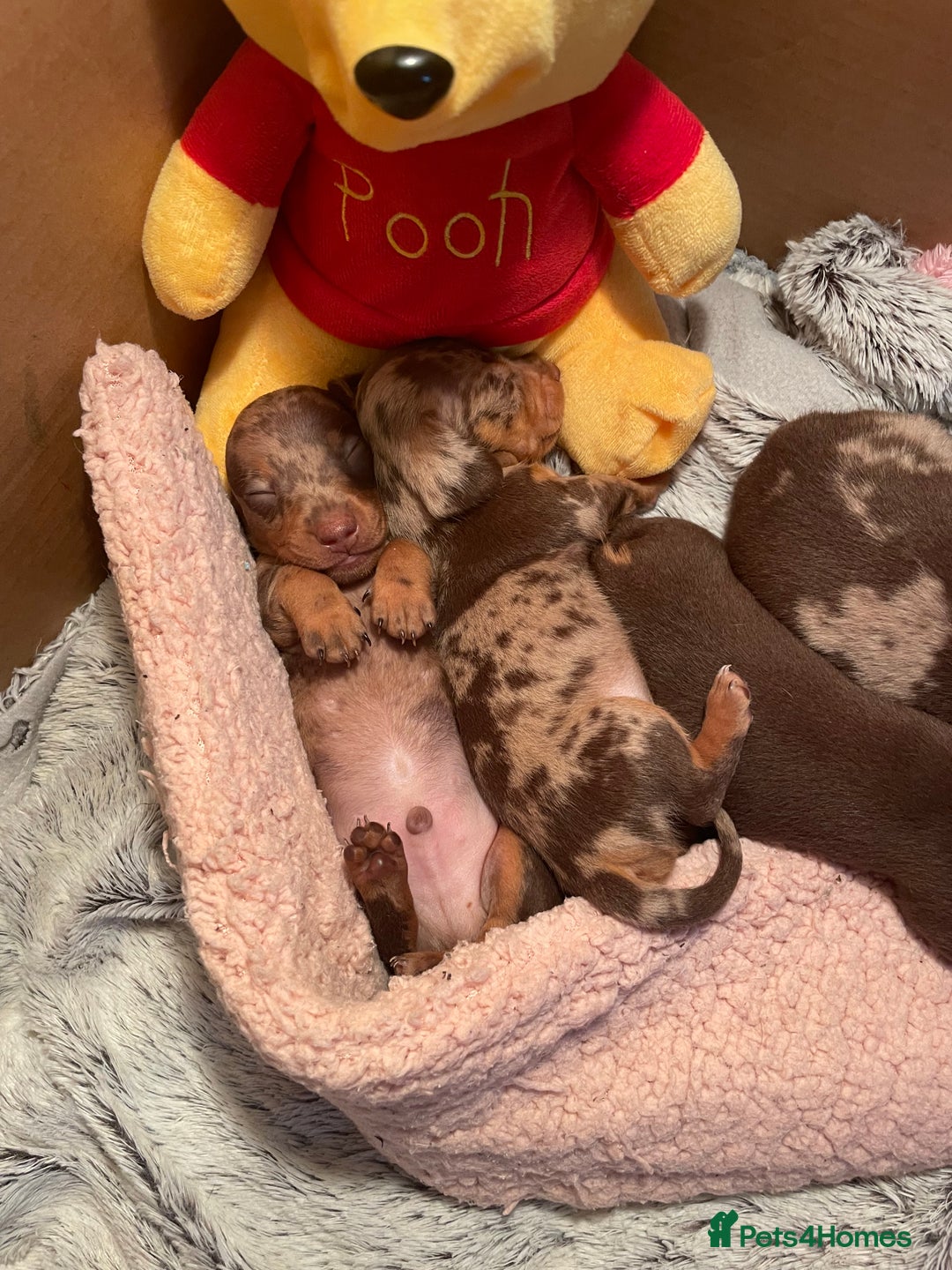 Miniature Dachshund dogs for sale: Miniature Dachshund puppies for sale  - Image 3