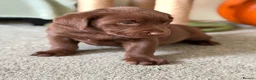 Labrador Retriever dogs for sale: Labrador chocolate silver puppies  - Advert 6