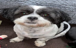Shih Tzu dogs for sale: 🩷🩷 Stunning Black Shih Tzu Girls 🩷🩷 - Image 12