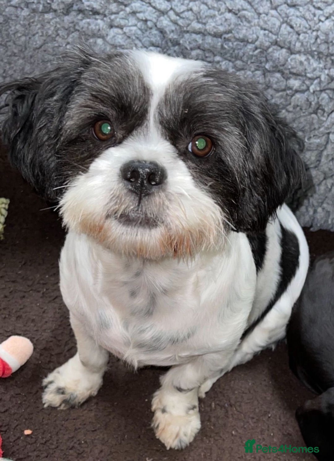 Shih Tzu dogs for sale: 🩷🩷 Stunning Black Shih Tzu Girls 🩷🩷 - Image 12