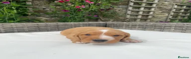 Cocker Spaniel 1