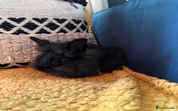 Lionhead rabbits for sale: Lionhead Babies for Sale  - Image 23