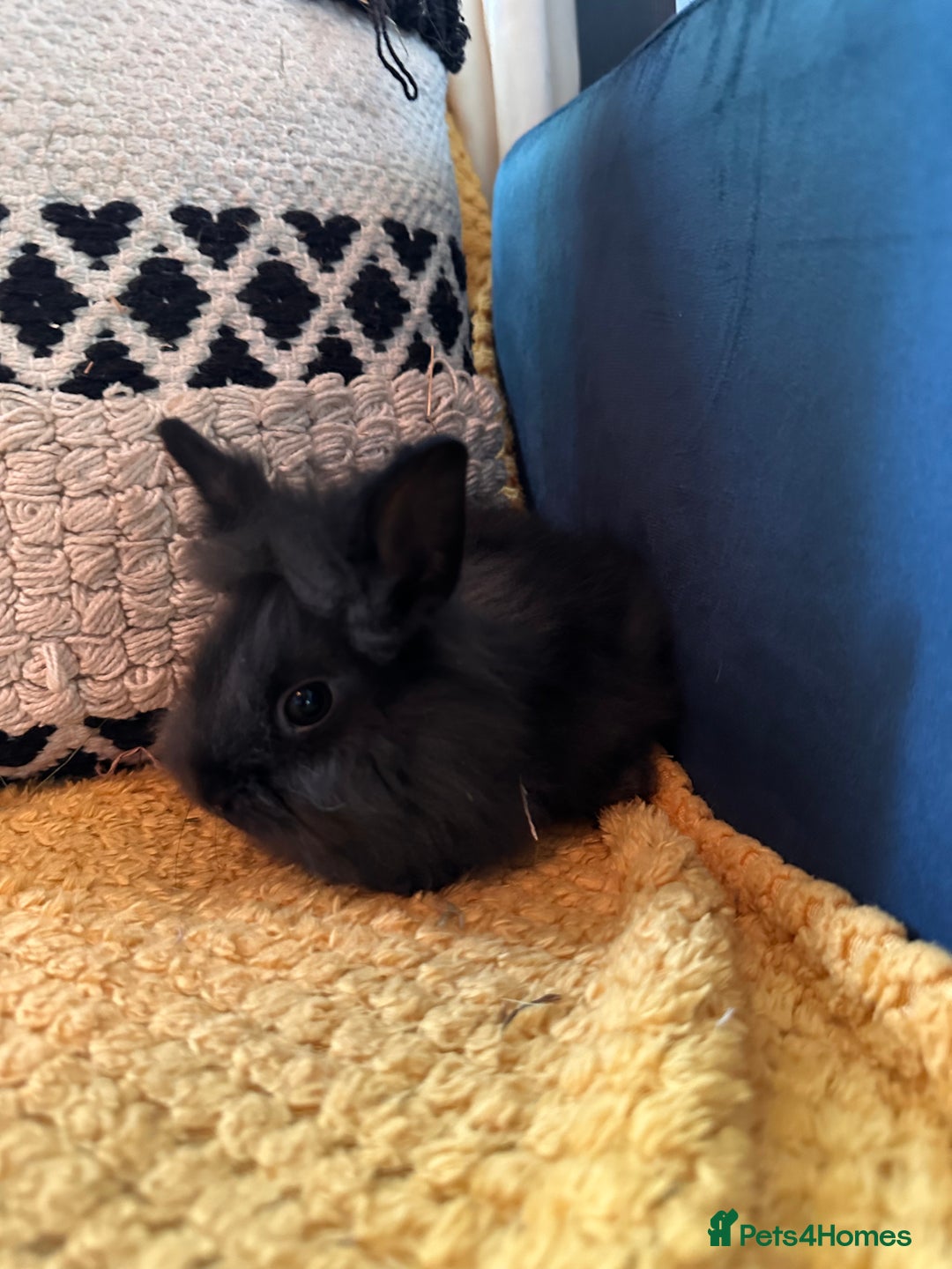 Lionhead rabbits for sale: Lionhead Babies for Sale  - Image 23