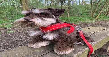 Miniature Schnauzer dogs - Advert 7