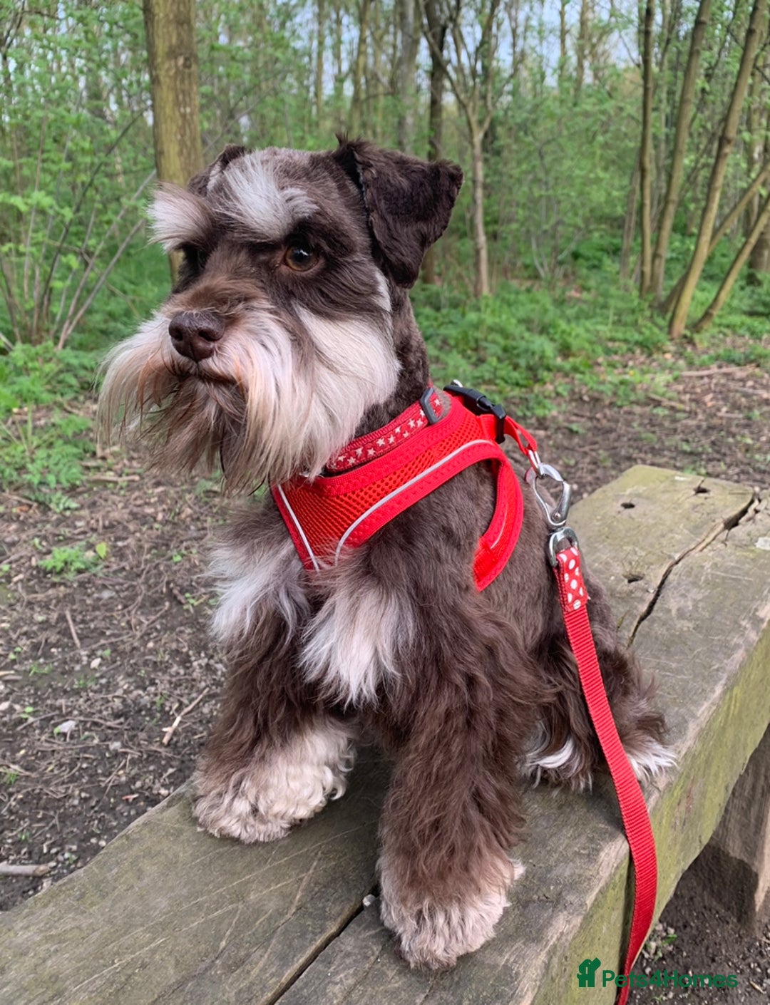 Miniature Schnauzer dogs for stud: KC REG Liver & Tan Miniature Schnauzer Stud - Image 2