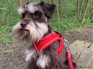 Miniature Schnauzer dogs KC REG Liver & Tan Miniature Schnauzer Stud - Advert 3