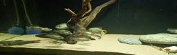 Cichlids fish for sale: Electric Blue Acara for sale - Advert 6