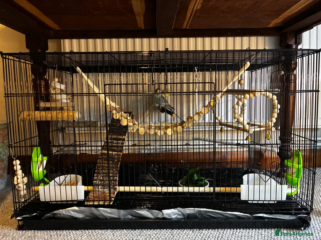 Budgerigars birds for sale: Baby Male (blue) and female (yellow) budgies - Advert 3