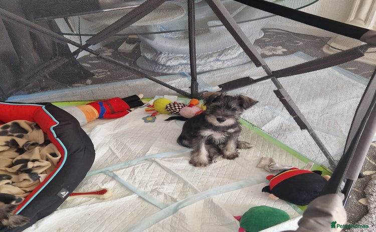 Miniature Schnauzer dogs - Advert 2