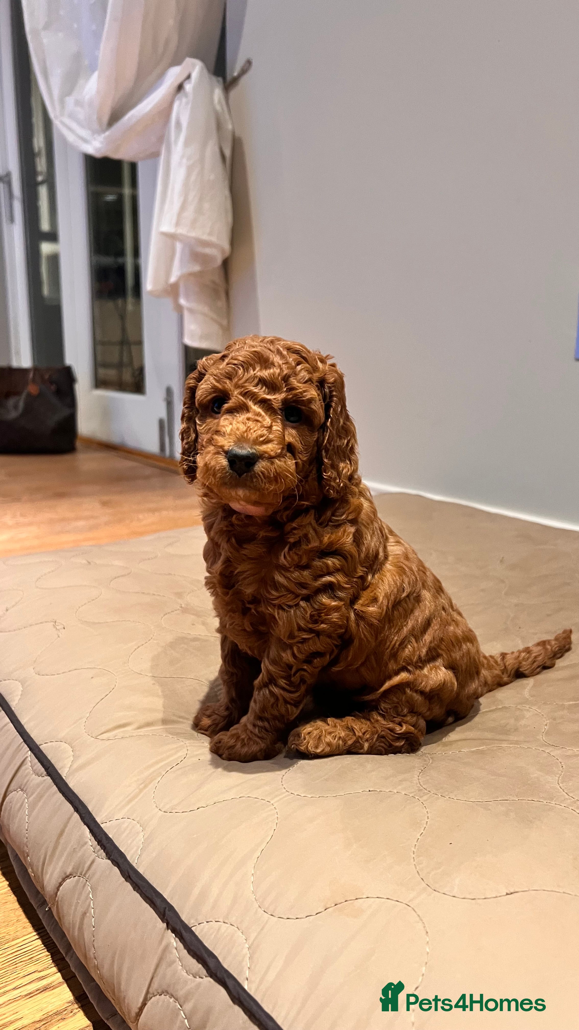 Cockapoo dogs Adorable cockapoo puppies ready 23.12.25   - Advert 14