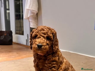 Cockapoo dogs Adorable cockapoo puppies ready 23.12.25 - Advert 18