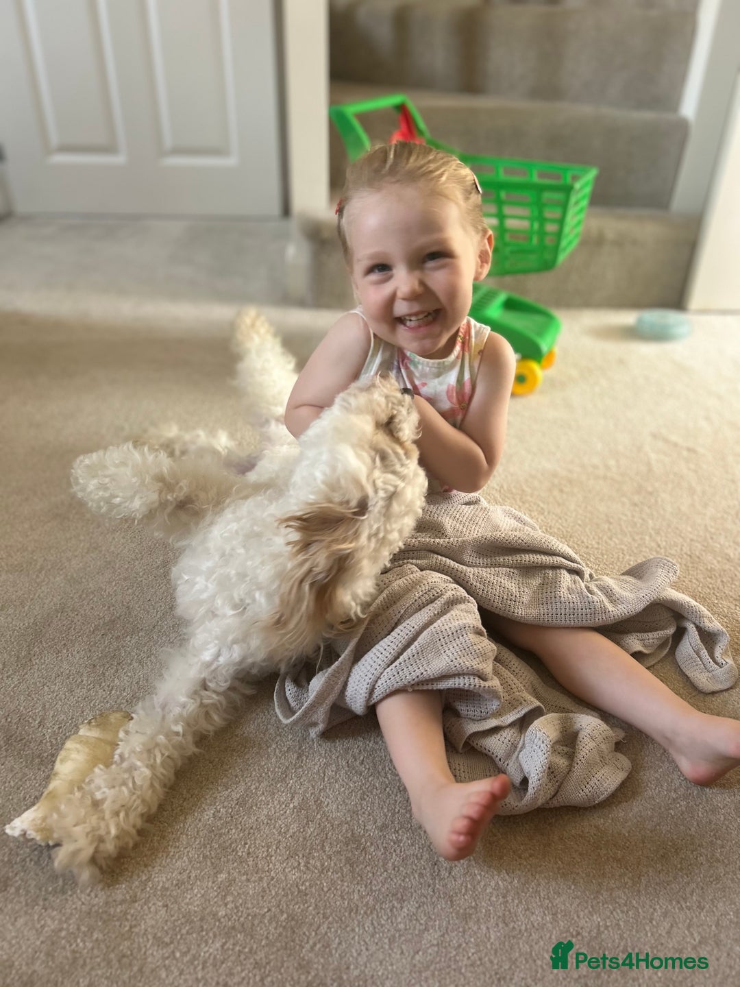 Cavapoo dogs for sale: 1 year old Cavapoo - Image 3