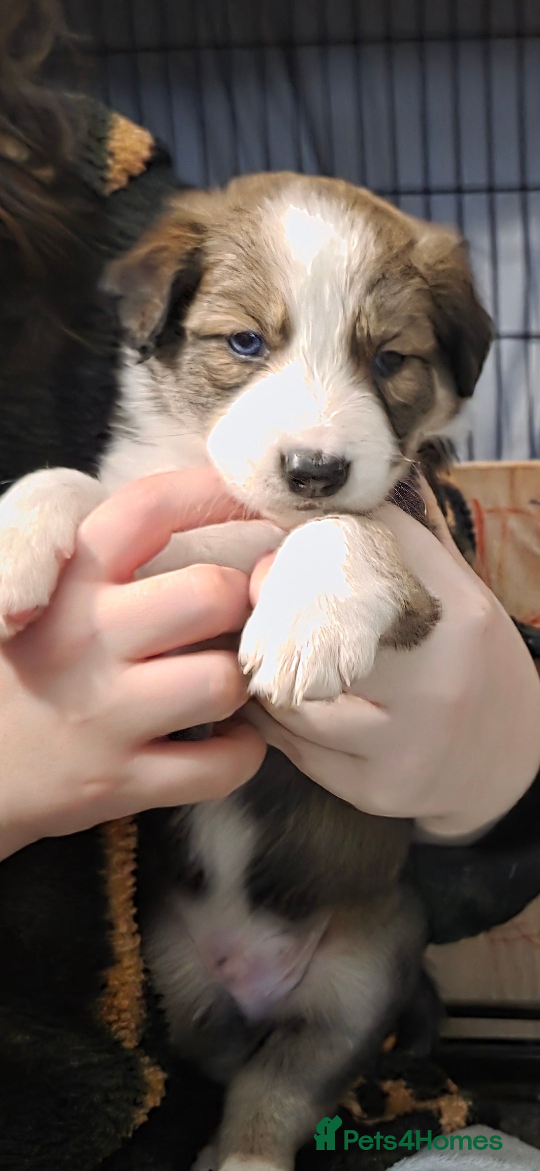 Border Collie dogs for sale: Beautiful tri colour border collie pups  - Advert 6