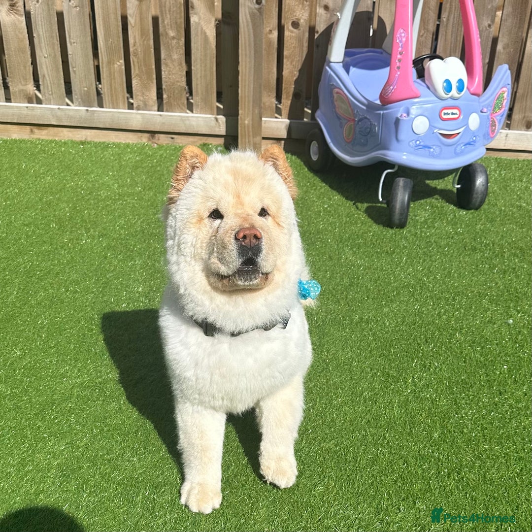 Chow Chow dogs for sale: ❤️ Heartbreaking Rehoming Chow Needs Forever Home  - Advert 5