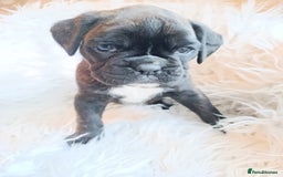 Boxer dogs for sale: Kc reg boxer pups for sale  - Image 6