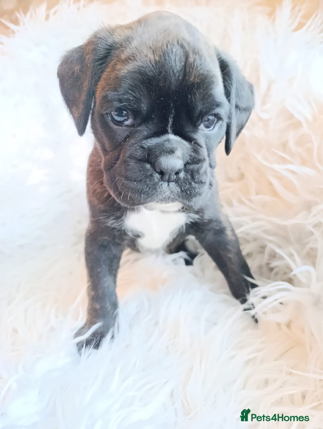 Boxer dogs for sale: Kc reg boxer pups for sale  - Image 6