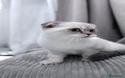 British Shorthair cats for sale: British Shorthair & Scottish Fold - Image 26