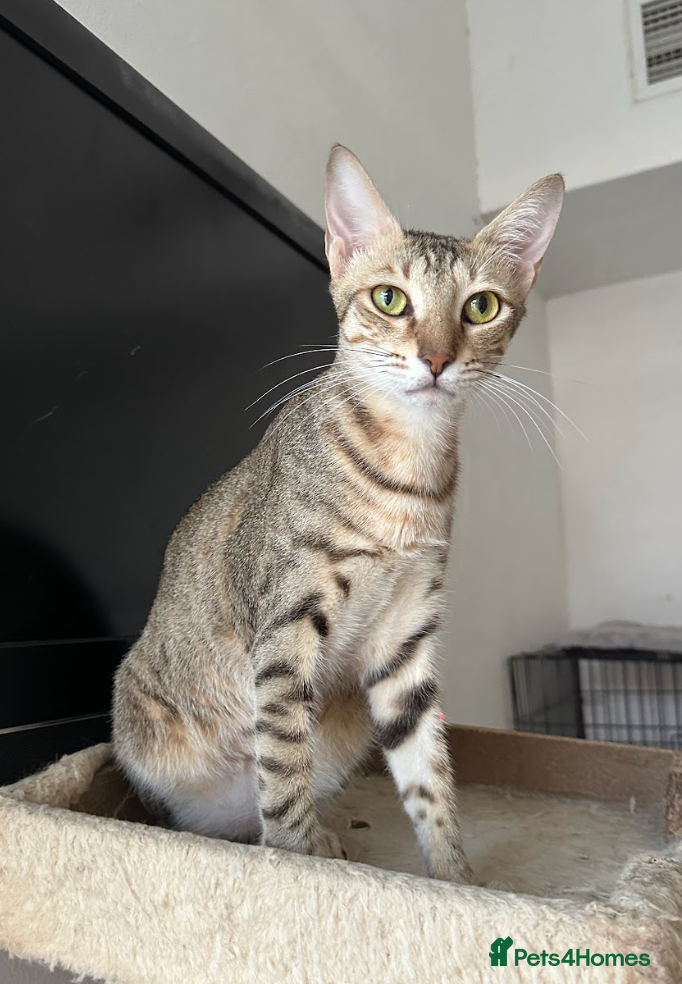 Arabian Mau cats Female Tabby Cat for Indoor Adoption - Advert 2