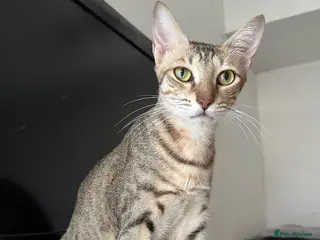 Arabian Mau cats Female Tabby Cat for Indoor Adoption - Advert 2