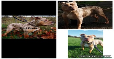 Mixed Breed dogs Beautiful pups  - Advert 8