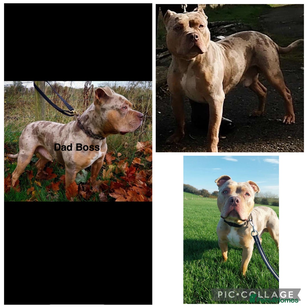 Mixed Breed dogs for sale: Beautiful pups  - Advert 8