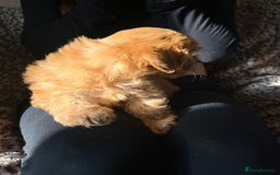 Maltipoo dogs for sale: 2 beautiful playful & lovely Maltipoo boys  - Image 17