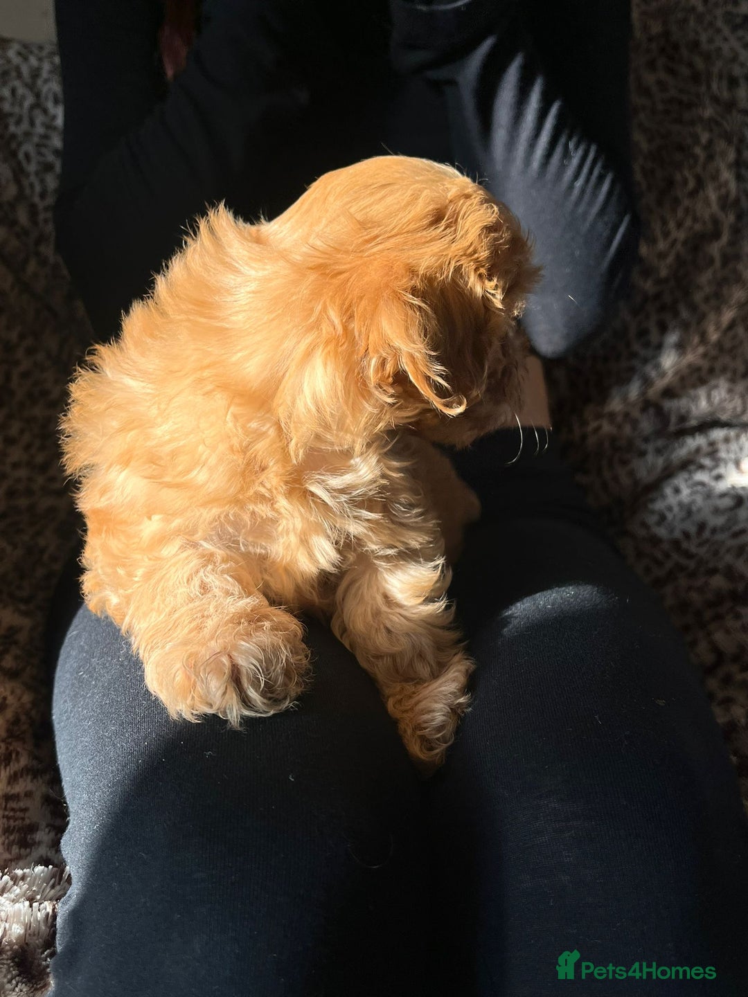 Maltipoo dogs for sale: 2 beautiful playful & lovely Maltipoo boys  - Image 17