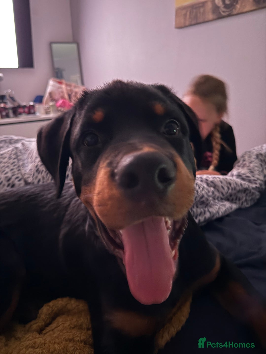 Rottweiler dogs for sale: Rottweiler pup for rehome - Advert 18