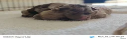 Mixed Breed dogs for sale: Rare double coat sprockerpoos - Advert 17