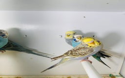 Budgerigars birds for sale: Stunning baby rainbow/pied budgies  in Luton - Image 20