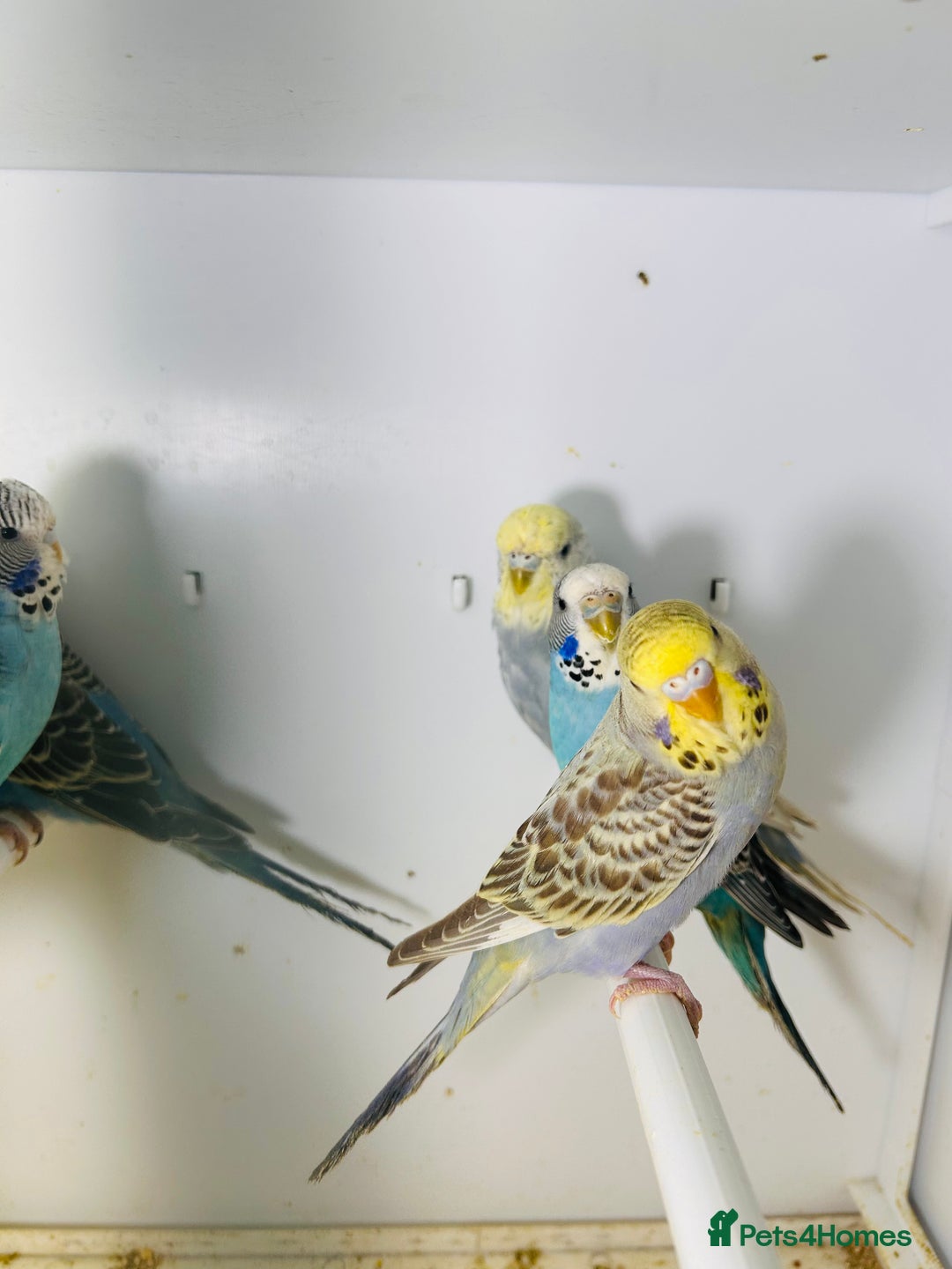 Budgerigars birds for sale: Stunning baby rainbow/pied budgies  in Luton - Image 20