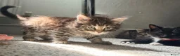 Maine Coon cats for sale: Mainecoon X Bombay X Tabby - Advert 19