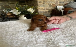 Irish Doodle dogs for sale: Stunning F1 mini Irish  Doodles  - Image 1