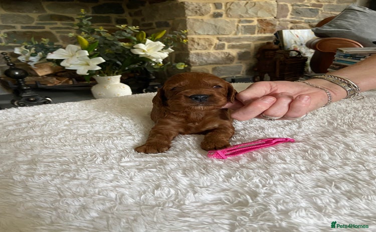 Irish Doodle dogs - Advert 1