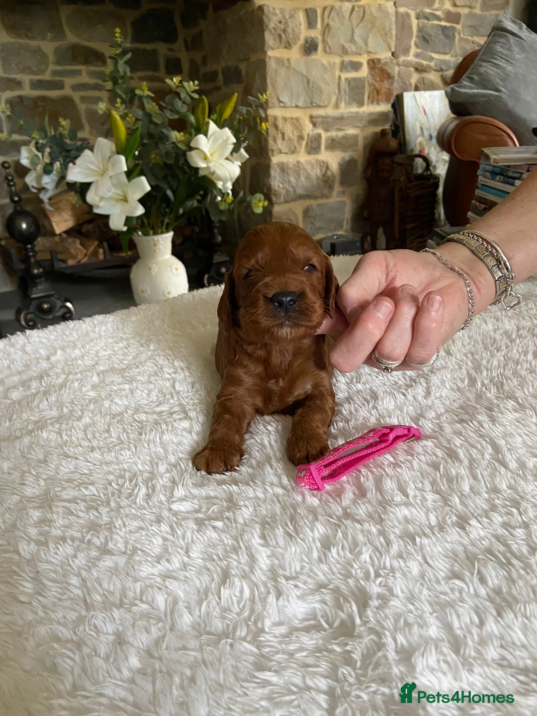 Irish Doodle dogs for sale: Stunning F1 mini Irish  Doodles  - Image 1