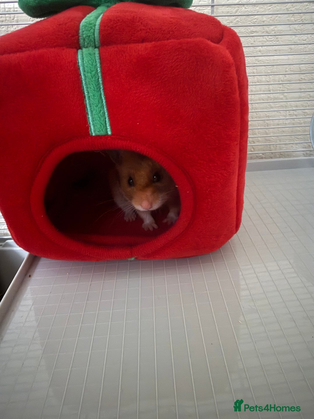 Hamster rodents for sale: Syrian hamster  - Advert 3