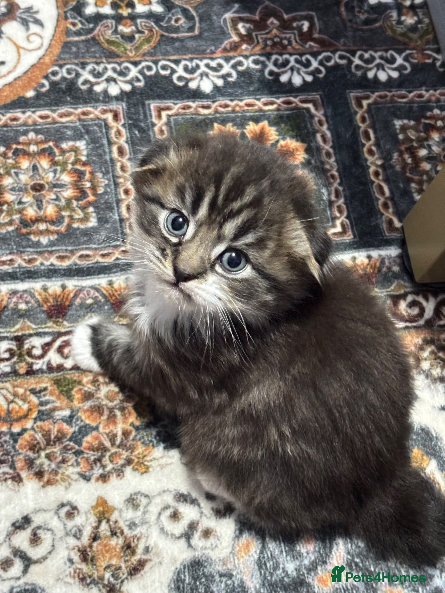 Scottish Fold cats Scotish fold long hair - Advert 2