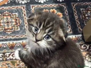 Scottish Fold cats Scotish fold long hair - Advert 2