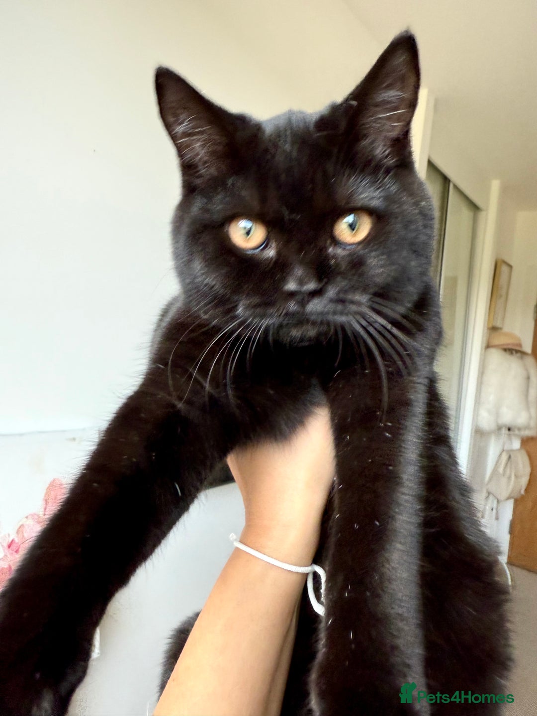 Scottish Fold cats for sale: Lovely Scottish straight girl - Image 3