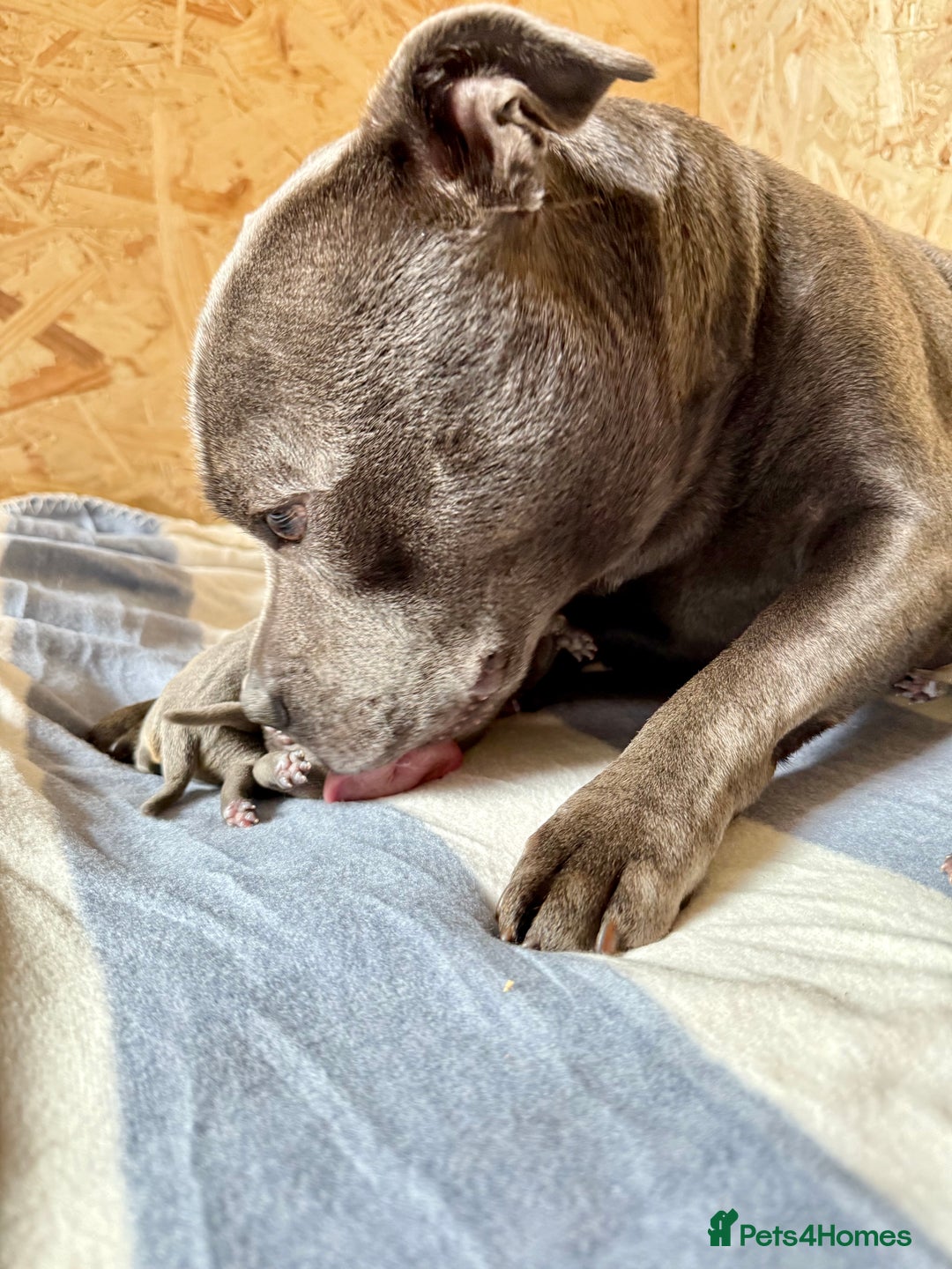 Staffordshire Bull Terrier dogs for sale: Blue Staffordshire Bull Terrier KC registered - Advert 5