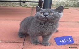 British Shorthair cats for sale: British Shorthair Kittens - Image 2