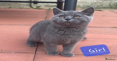 British Shorthair cats - Advert 11