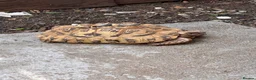 Tortoise reptiles for sale: Male leopard tortoise  - Advert 1