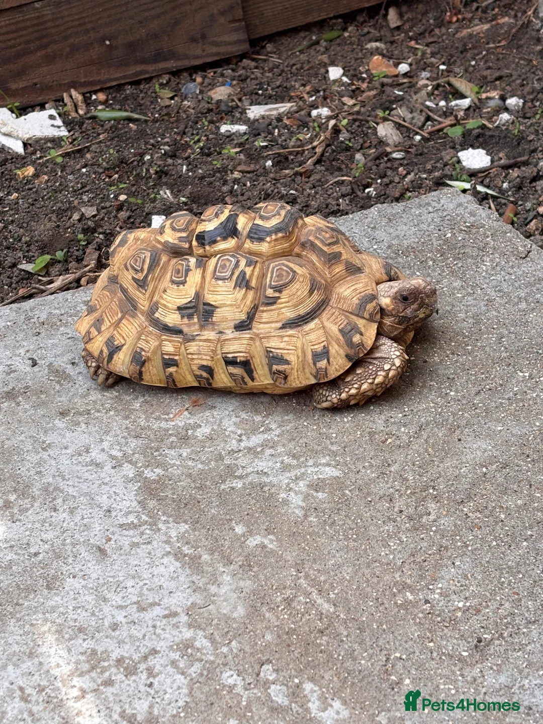 Tortoise reptiles for sale: Male leopard tortoise  - Advert 1