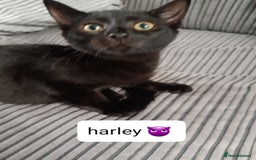 Mixed Breed cats for sale: Ready for their forever home - Image 4