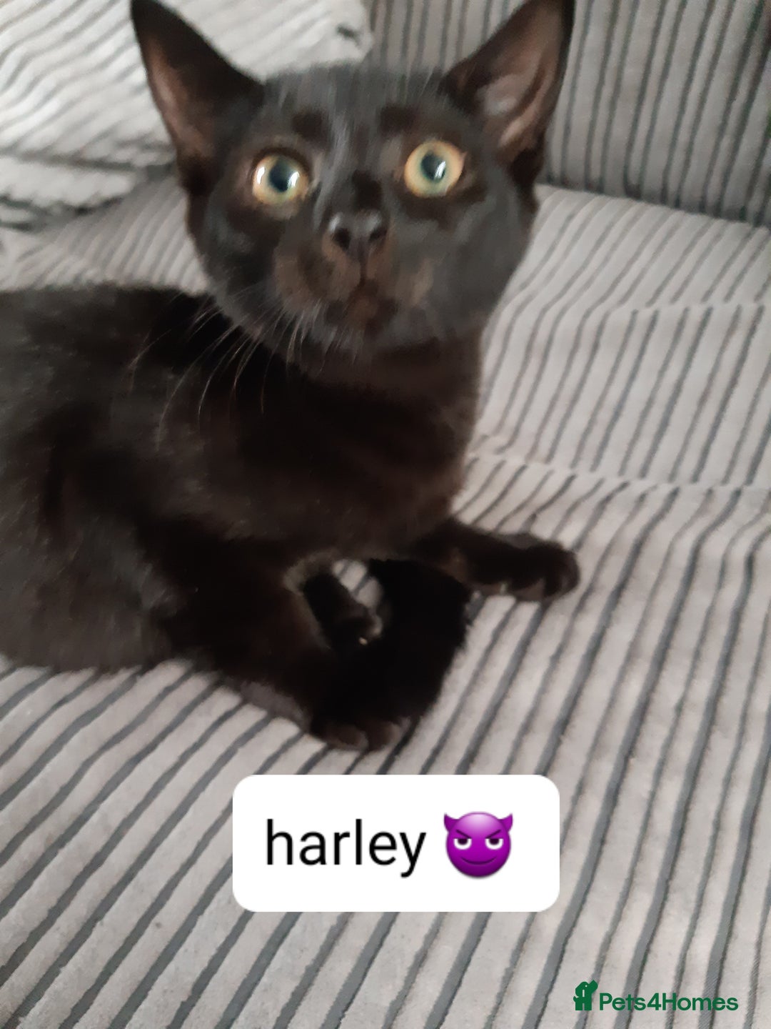 Mixed Breed cats for sale: Ready for their forever home - Image 4