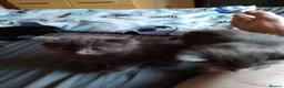 Mixed Breed cats for sale: Four male kittens - Advert 13